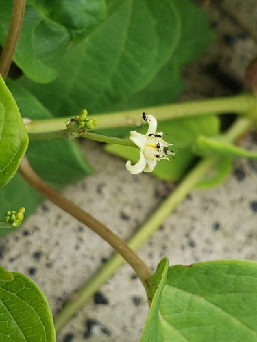 Cynanchum foetidum (Hootinkika si'mpe) — photo