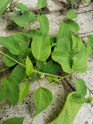 Cynanchum foetidum (Hootinkika si'mpe) — photo
