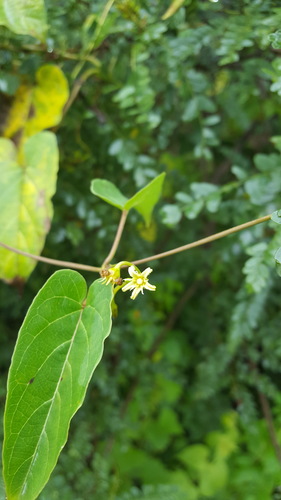 Cynanchum foetidum