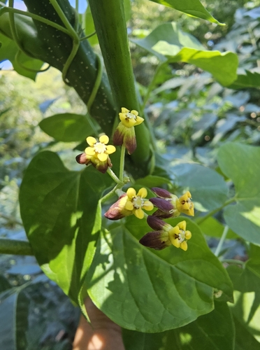 Cynanchum insipidum (African heart-vine) — photo