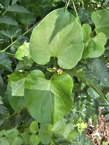 Cynanchum insipidum (African heart-vine) — photo
