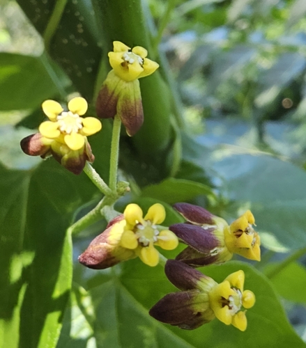 Cynanchum insipidum