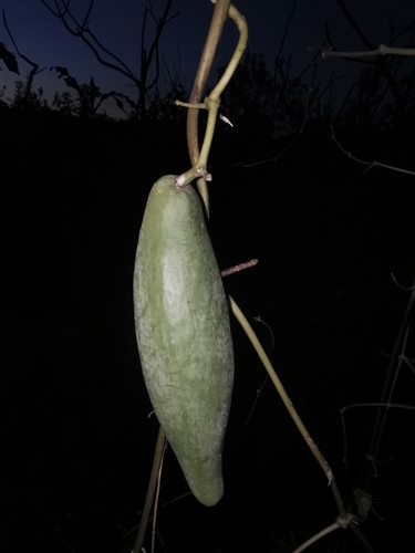 Cynanchum jaliscanum — photo