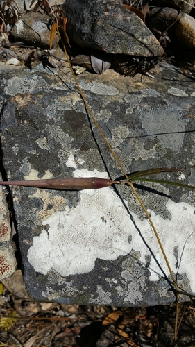 Cynanchum junciforme