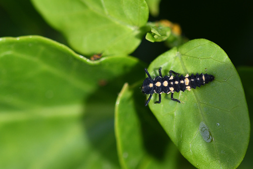 Cynanchum obtusifolium — photo