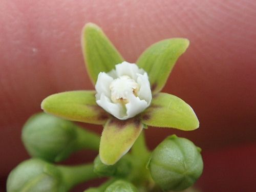 Cynanchum obtusifolium