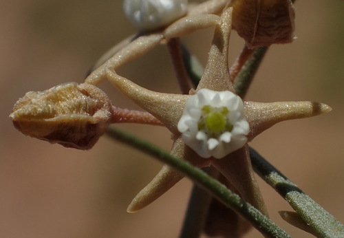 Cynanchum orangeanum (Wilde piesand) — photo