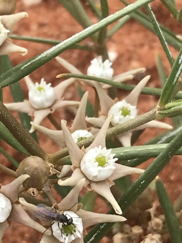 Cynanchum orangeanum