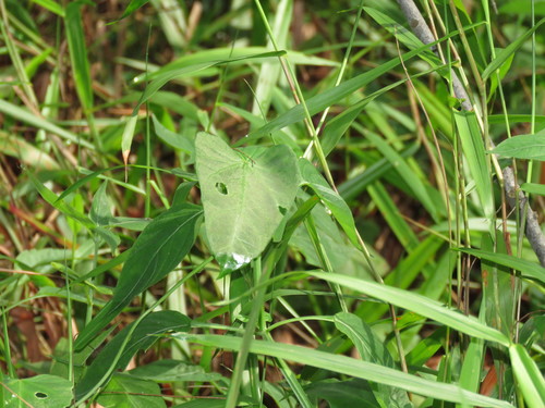 Cynanchum ovalifolium — photo
