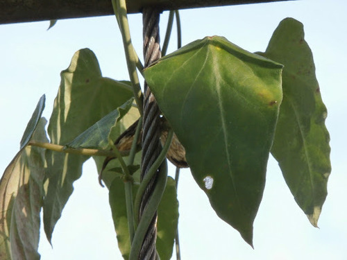 Cynanchum ovalifolium