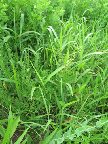 Cynanchum paniculatum (Xu chang qing) — photo