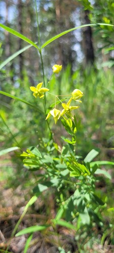 Cynanchum paniculatum (Xu chang qing) — photo