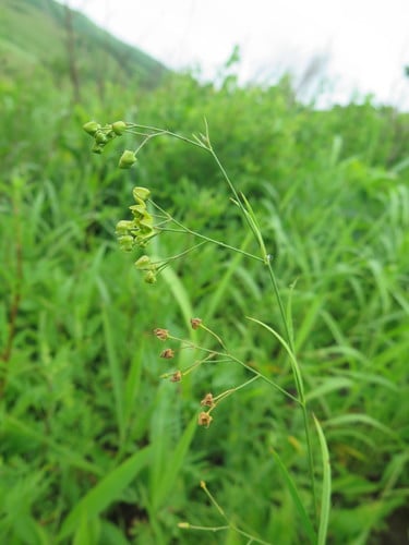 Cynanchum paniculatum