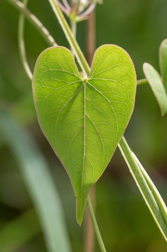 Cynanchum pedunculatum (Native pear) — photo