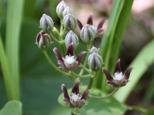 Cynanchum pedunculatum (Native pear) — photo