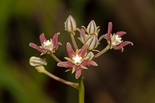 Cynanchum pedunculatum