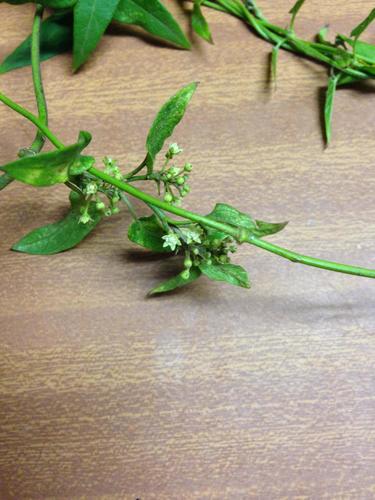Cynanchum schistoglossum — photo