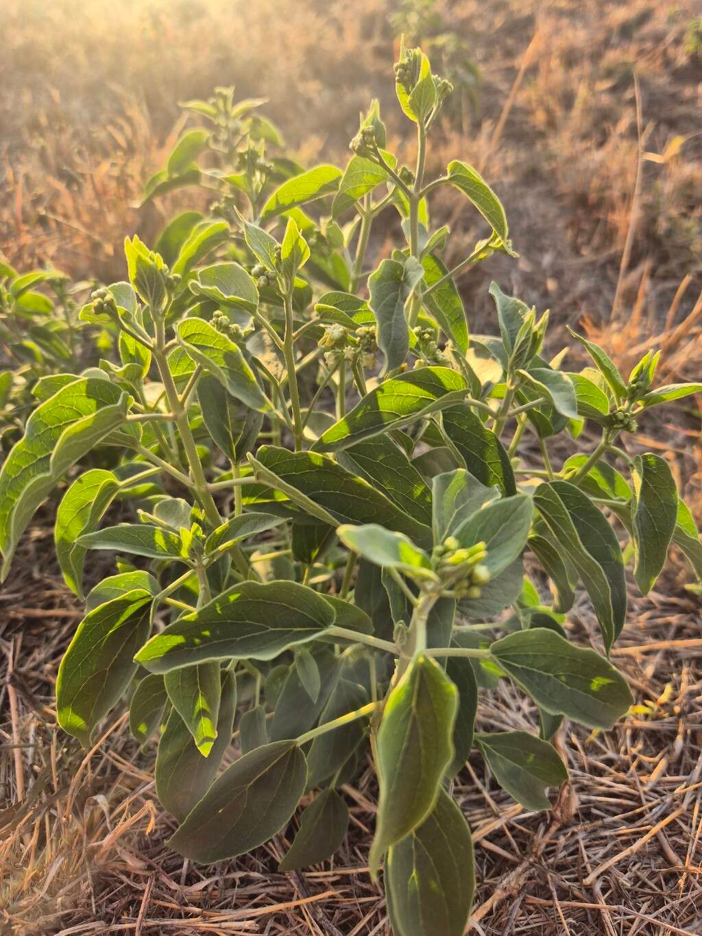 Cynanchum somaliense — photo