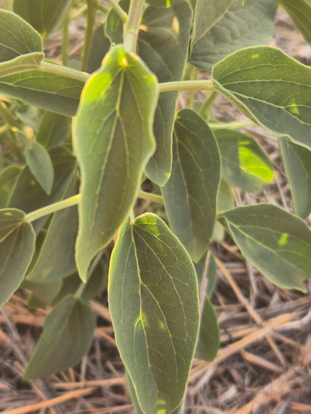 Cynanchum somaliense — photo
