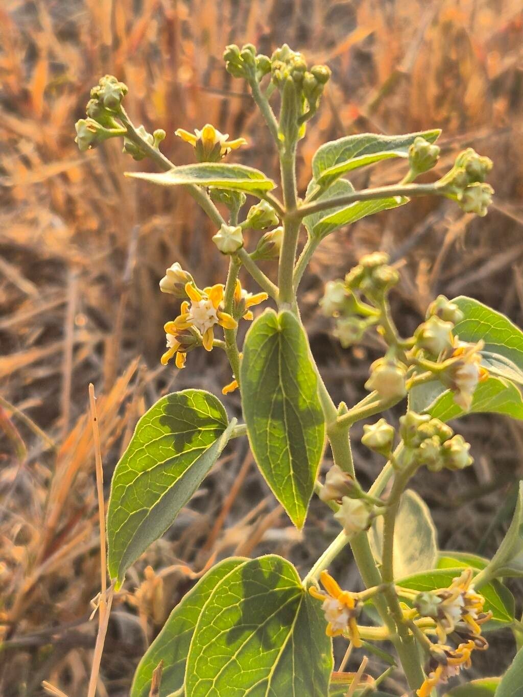 Cynanchum somaliense