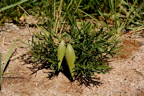 Cynanchum thesioides (Temegen huhu) — photo