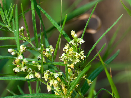 Cynanchum thesioides (Temegen huhu) — photo