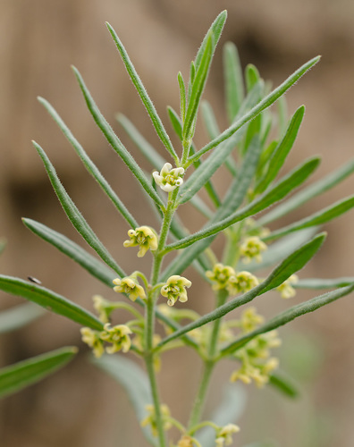 Cynanchum thesioides