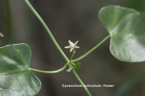 Cynanchum tunicatum