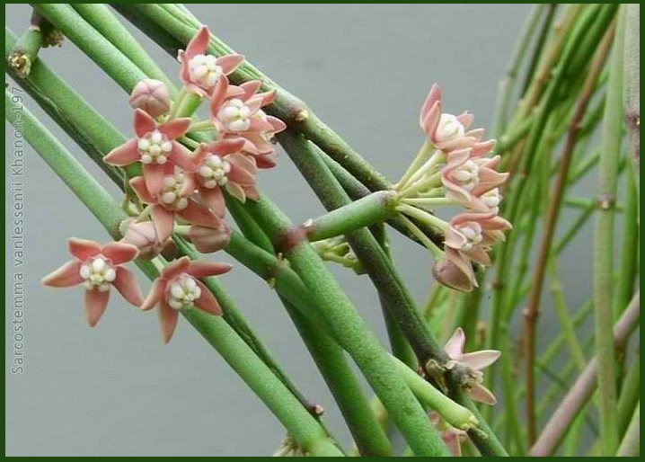 Cynanchum vanlessenii