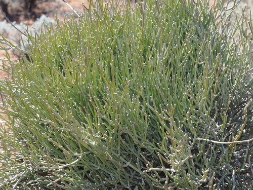 Cynanchum viminale subsp. suberosum