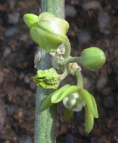 Cynanchum viminale