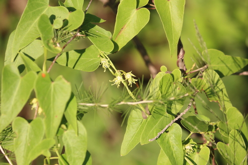 Cynanchum virens