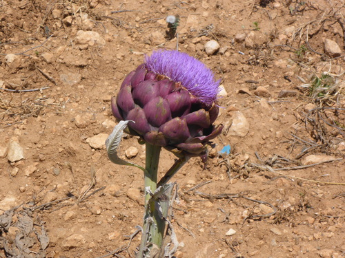 Cynara cardunculus (Cardoon) — photo