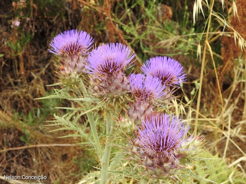 Cynara cardunculus subsp. flavescens