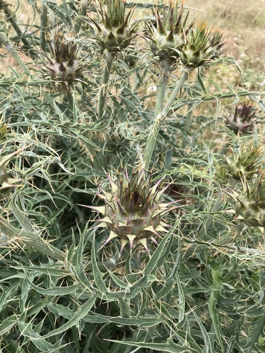 Cynara cardunculus subsp. flavescens (Wild cardoon) — photo