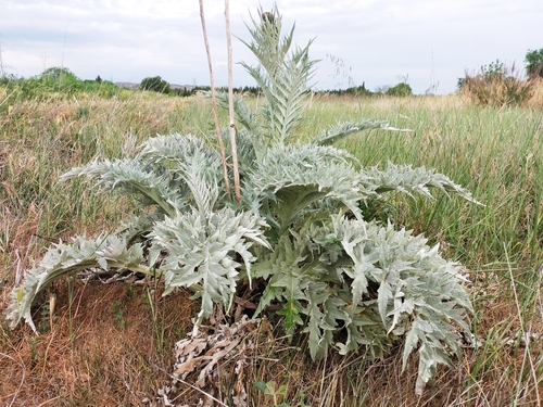 Cynara cardunculus subsp. flavescens (Wild cardoon) — photo