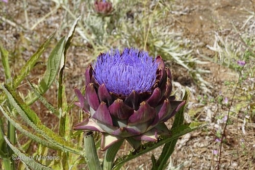 Cynara cardunculus