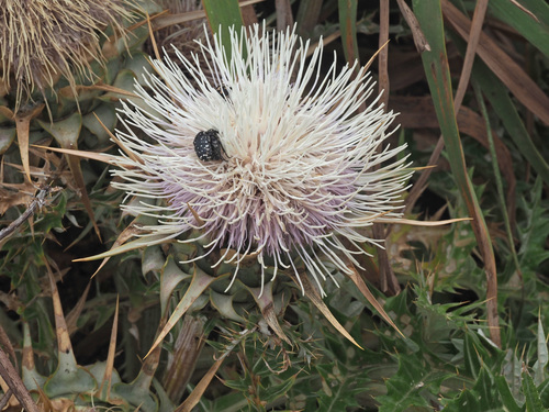 Cynara cornigera (Wild artichoke) — photo