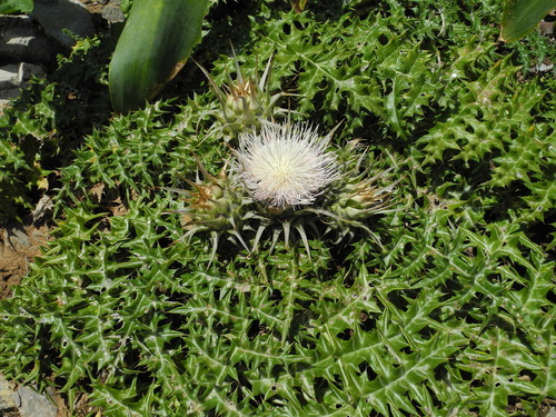 Cynara cornigera (Wild artichoke) — photo