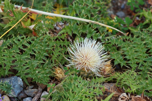 Cynara cornigera