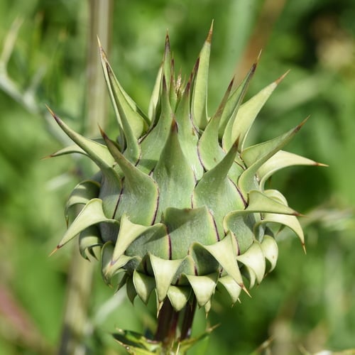 Cynara humilis (Dwarf artichoke) — photo