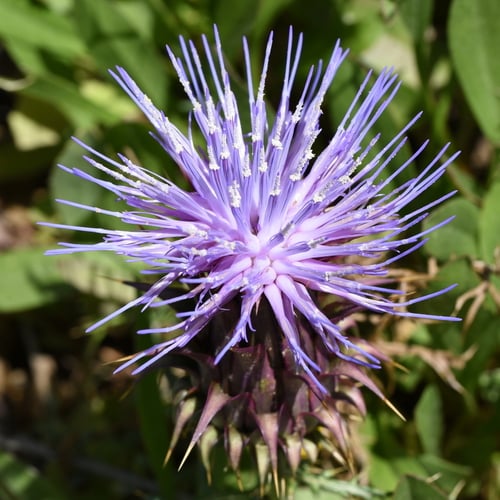 Cynara humilis