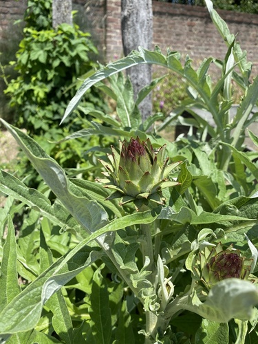 Cynara scolymus (Globe artichoke) — photo