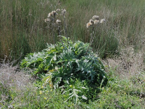 Cynara scolymus (Globe artichoke) — photo