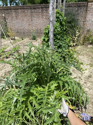 Cynara scolymus