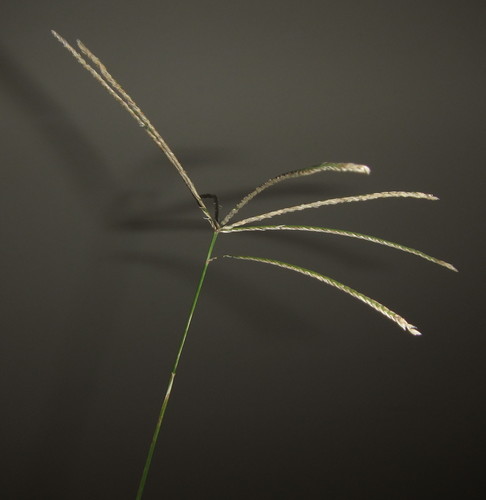 Cynodon aethiopicus (Ethiopian Dogstooth grass) — photo