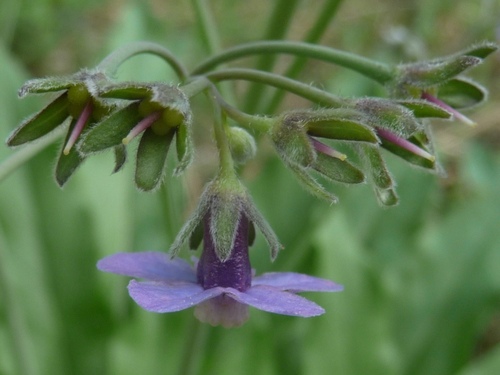 Cynoglossum grande (Pacific hound's tongue) — photo