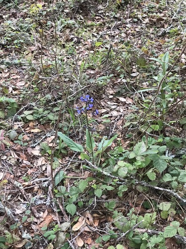 Cynoglossum grande (Pacific hound's tongue) — photo