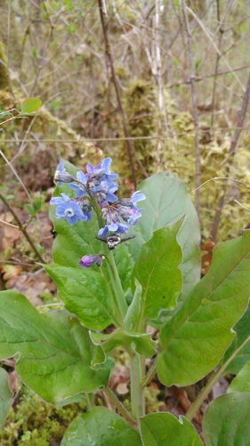 Cynoglossum grande