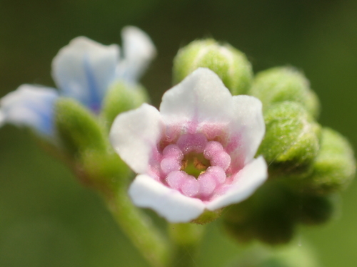 Cynoglossum lanceolatum (Lanceleaf forget-me-not) — photo